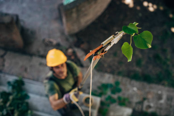 New Waverly, TX Tree Service Company